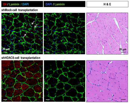 Muscle progenitor cells, stem cell을 분화시키는 조건을 확립