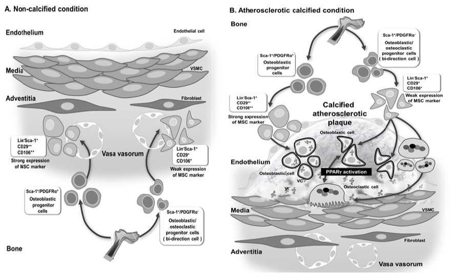 혈관 niche 에 존재하는 골수 유래 Sca-1+/PDGFRα- 세포는 osteoblastic 과 osteoclastic 분화능력을 갖고 있음.