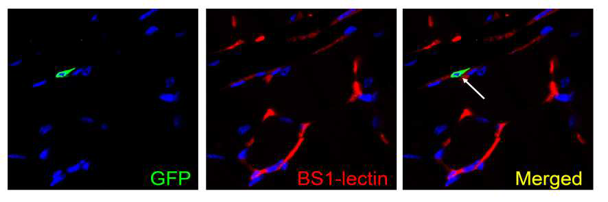 마우스 하지 혀렬모델에 유도혈관내피세포를 주입하여 혈관 신생이 증가되고, 주입한 세포가 그 역할을 수행한 결과 GFP (green fluorescence protein)을 표지한 유도혈관내피세포를 실험용 생쥐의 하지 근육에 주사한 후 관찰하면 BS-1 lectin 으로 표지되는 혈관의 일부분에 유도혈관내피세포가 들어간 것을 확인할 수 있음.