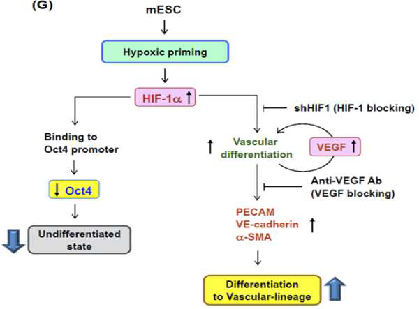 Vascular-lineage differentiation의 기전 규명