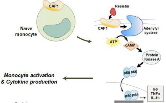 리지스틴의 수용체인 캡1을 통한 세포신호전달 경로 규명 연구.