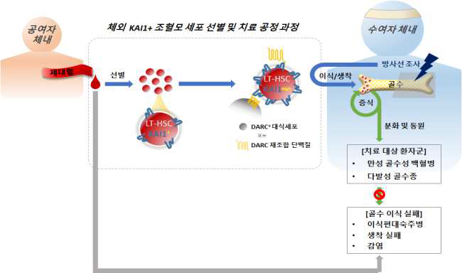 니쉬 조절로 조혈모세포 내 KAI1을 이용한 고효율 골수 이식법 확립