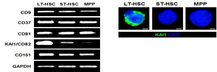 마우스 골수에서 KAI1(CD82)