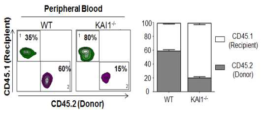 Competitor BMT을 통해 KAI1 K/O mouse의 조혈모세포 생착율 감소 확인 함.
