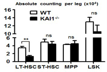 KAI1 K/O mouse에서 최상위 조혈모세포의 절대 수 감소함.