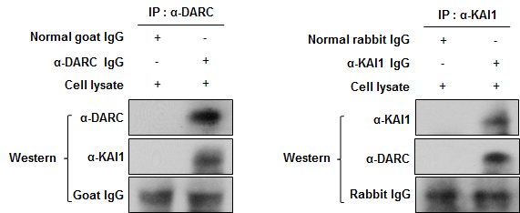 EML cell에서 immunoprecipitation 기법을 이용하여 KAI1와 DARC의 상호작용 함을 입증 함