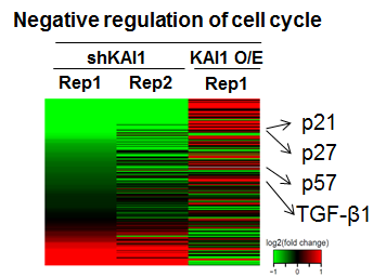 KAI1 K/D와 O/E에서의 RNA-seq을 이용한 Cell cycle molecule 분석