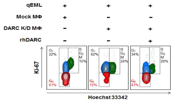 DARC 발현하는 macrophage와 rhDARC가 조혈모줄기세포의 quiescence를 유도 함.