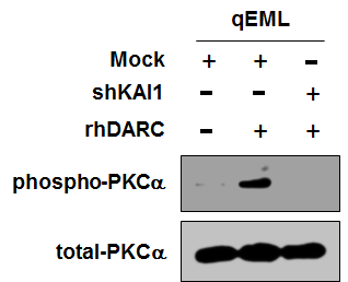 qEML세포에서 rhDARC가 KAI1의 활성화가 PKC phosphorylation을 증가시킴.