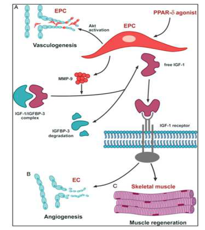 혈관내피전구세포에서 PPAR-δ 가 활성화되면 혈관신생을 촉진한다 (A). 또한 MMP-9의 발현을 전사(transcription)적으로 촉진시켜 IGFBP-3의 분해를 유도하고, 이것이 IGF-1을 유리시킴으로써 혈관 내피전구세포 주변의 내피세포와 평활근세포에서의 IGF 신호전달체계를 활성화시켜 혈관-근육 재생을 촉진시킨다 (B)
