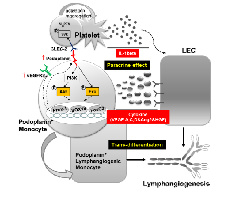 인간 혈액 유래 혈구 세포괴를 이용한 림프관 내피 줄기-전구세포 니쉬 구현 및 혈소판 공배양을 통한 치료 효능 증대