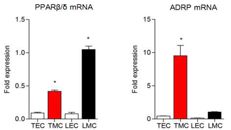 종양 및 정상 혈관내피세포(TEC, LEC)와 골수세포(TMC, LMC)에서 PPARdelta의 발현과 활성