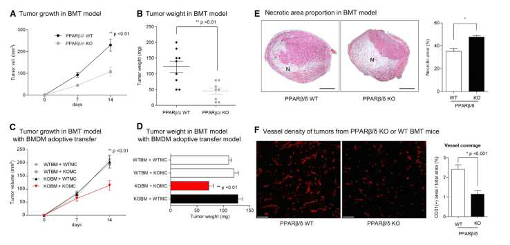 종양 내 대식세포의 PPARdelta 발현과 종양 성장 및 혈관 생성