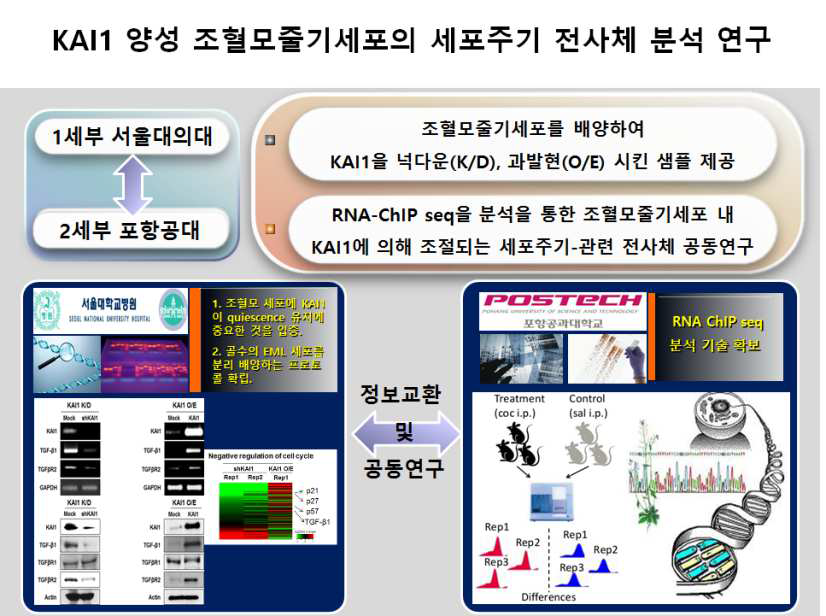 1세부 (서울대) 조혈모세포에서 KAI1이 quiescence 유지에 중요한 것을 입증 하였음, KAI1이 세포주기를 어떻게 조절하는지 확인하기 위해, EML 세포에서 KAI1을 Knock-down과 O/E하여 2세부 (포항공대)에 RNA을 전달하였음. 2세부에서는 RNA-sequence을 진행하여 KAI1에 의해 조절되는 Cell cycle 관련 전사체를 공동연구 함.