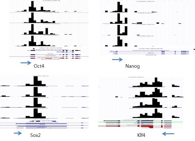 네 가지 pluripotency 관련 전사인자에서의 히스톤 H3K4me3 enrichment 패턴