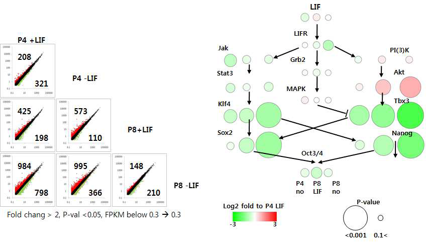 DEGs의 개수 및 LIF signaling 단백질들의 발현 변화 패턴. 네트워크 구성요소의 정보는 (Niwa et. al. Nature 2009)을 인용함.