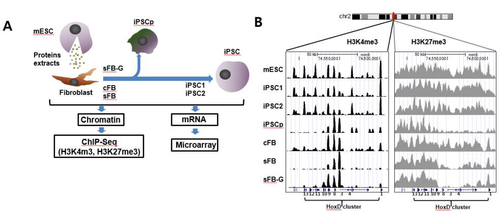 리프로그래밍 기전을 Epigenetics 분석으로 규명하는 과정에 대한 모식도 및 분석 결과