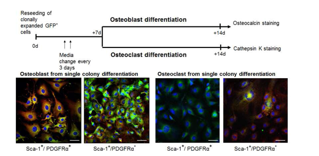 면역염색을 통한 골수 유래 혈관 석회화 전구세포의 분화능 검증