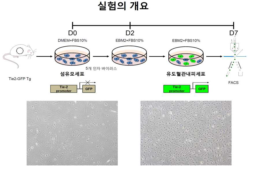 섬유모세포에 5가지 혈관 유도 인자를 주입하여 혈관을 만드는 과정