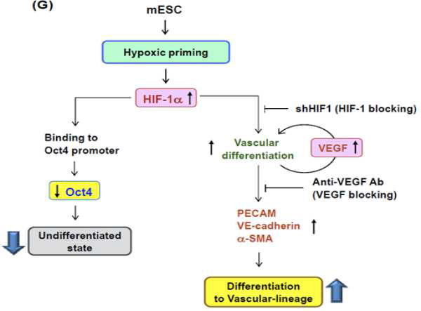 Vascular-lineage differentiation의 기전 규명