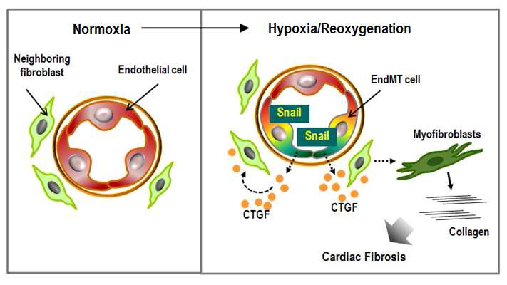 심근경색후 재관류한 심장에서 snail 단백질이 증폭되고, 이들에 의해 심장섬유화를 촉진하는 기전 규명