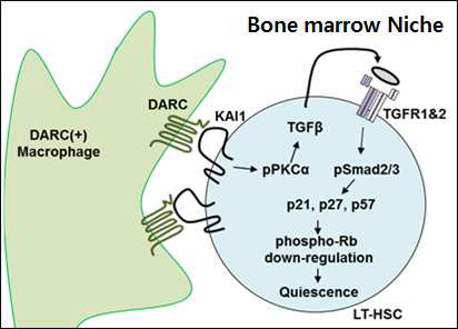 골수 내 KAI1/DARC 니쉬 상호작용은 최상위 조혈모세포의 quiescence를 유지시킴