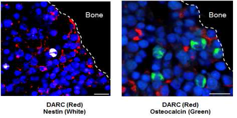골수 세포들 중 nestin 양성 세포와 osteoblast 세포에서의 DARC 발현 분석