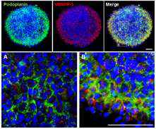 니쉬조절을 통한 혈구세포괴 배양법 림프관형성에 중요한 VEGFR3 세포를 증폭