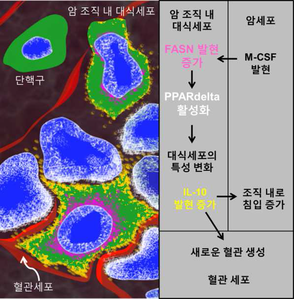 종양 성장 니쉬 조절 기전