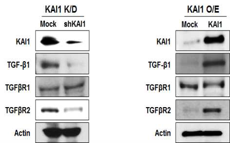 Western blot 이용하여 확인