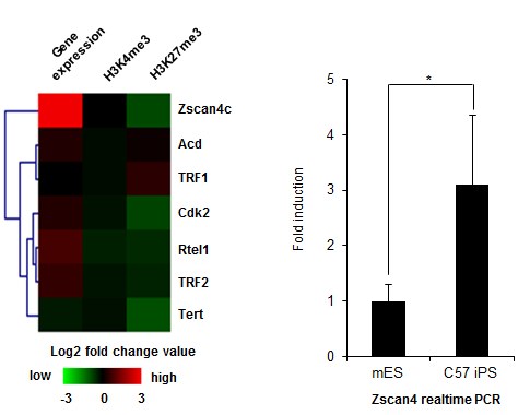 마이크로 어레이 분석을 통해 Zscan4가 역분화가 유도되면 증가하는 것을 발견함. 이를 real-time PCR로 검증함.