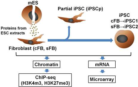 리프로그래밍 기전을 Epigenetics 분석으로 규명하는 과정에 대한 모식도