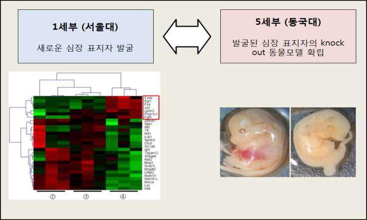 1세부(서울대)에서 발굴한 새로운 심장 표지인자(iPSC와 ESC의 심근세포 분화실험을 통해 후보인자를 탐색한 후 세포 표면에 발현하는 인자를 발굴함)에 대하여 5세부(동국대)에서 이 유전자를 제거한 knock out mouse를 확립하여 이 유전자의 발생과정에서의 기능을 검 증할 수 있었음.