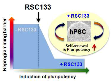 전분화능 획득 및 유지에서의 RSC133 양성 효과