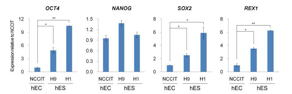 인간배아종양세포주와 hESC주(H9, H1)에서의 줄기세포 마커 유전자 발현 Real-time RT-PCR 분석 결과