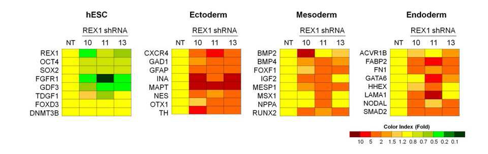 Rex1의 발현이 억제된 NCCIT에서 분화 마커 유전자의 발현 프로파일 분석. 발현 패턴을 색깔 지시 막대에 나타낸 바와 같이 색깔-코드로 나타냄
