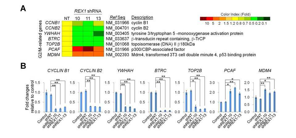 Rex1의 발현이 억제된 NCCIT에서 세포주기 G2/M 진행 관련 유전자의 발현 프로파일 및 Real-time PCR 결과