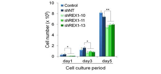 Rex1 발현 억제 세포주 세포 성장 억제 확인