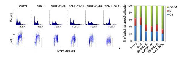 Rex1의 발현 억제에 의한 세포 주기 분포 변화 분석