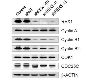 Rex1 발현 억제에 의한 G2/M 연관 단백질의 발현 변화
