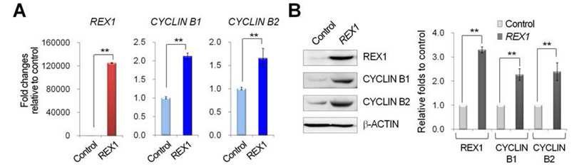Rex1에 의한 cyclin B1/B2의 발현 유도 확인.