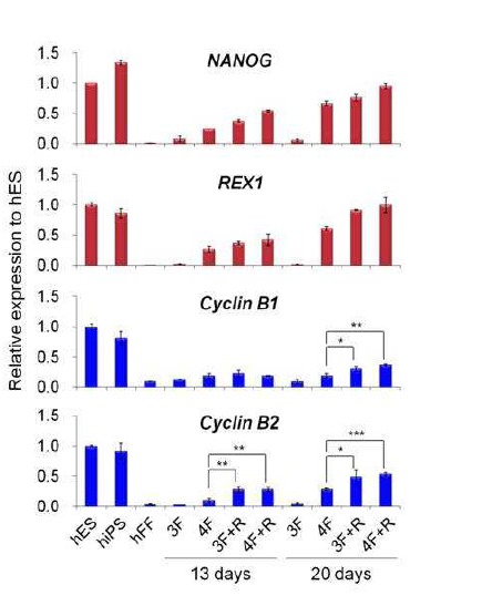 리프로그래밍과정 동안 Rex1에 의한 cyclin B1/B2 발현유도 확인