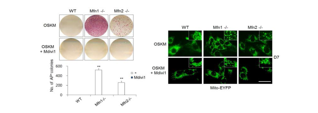 Mfn KO 섬유아세포의 리프로그래밍 촉진 효과 확인