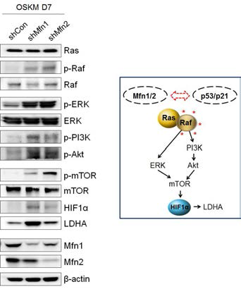 Mfn 저해에 따른 Ras-Raf HIF1α 신호전달 활성화