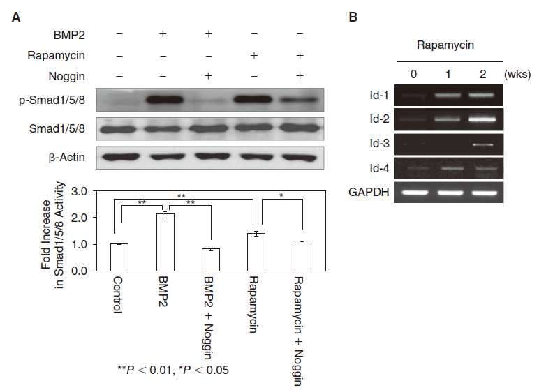 hESCs에서 rapamycin에 의해 BMP2를 처리한 것과 유사하게 BMP2/Smad 신호전달 경로가 활성화됨