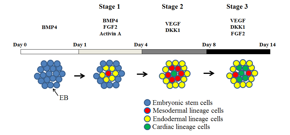 In vitro 상에서 인간배아줄기세포의 심근세포로의 분화 과정과 각 단 계에서 사용되는 성장 인자를 보여주는 모식도.