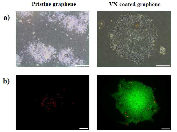 인간 배아줄기세포를 이틀간 각각 코팅되지 않은 그래핀 표면과 vitronectin이 코팅된 그래핀 표면 에서 배양 한 사진.