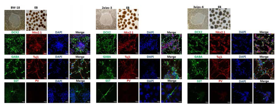 SCN1A 유전자 결함의 중증 뇌전증 환자 유래 유도만능줄기세포를 GABAergic 신경세포로 분화킨 후 전뇌(forebrain) 특징마커 Nkx2.1/DCX2, 그리고 GABA/Tuj1, Somatostatin(SST)을 확인 하였음