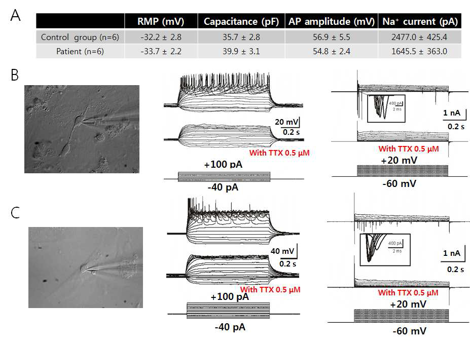 유전적 결함이 없는 정상군 (B)와 SCN1A 유전결함의 중증 뇌전증 환자 유래 유도만능줄기세포에서 분화된 GABA성 뉴런(C)의 Na+채널 전기생리활성 실험.