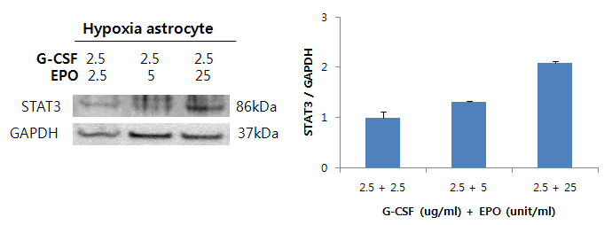 in vitro 저산소 환경 세포에서 EPO와 G-CSF의 병합 처리 후, STAT3 발현 확인함.